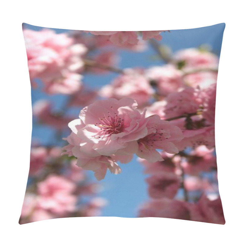 Personality  Close Up Of Flowers Blooming At Tree At Spring Season   Pillow Covers