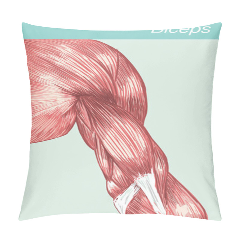 Personality  Vector Illustration Of A Anatomy Biceps Pillow Covers