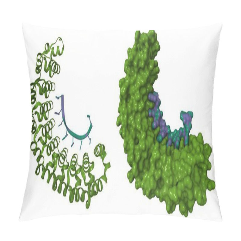 Personality  Crystal Structure Of The Pumilio-homology Domain From Human Pumilio1 In Complex With RNA. 3D Cartoon And Molecular Surface Models, PDB 1m8w Pillow Covers