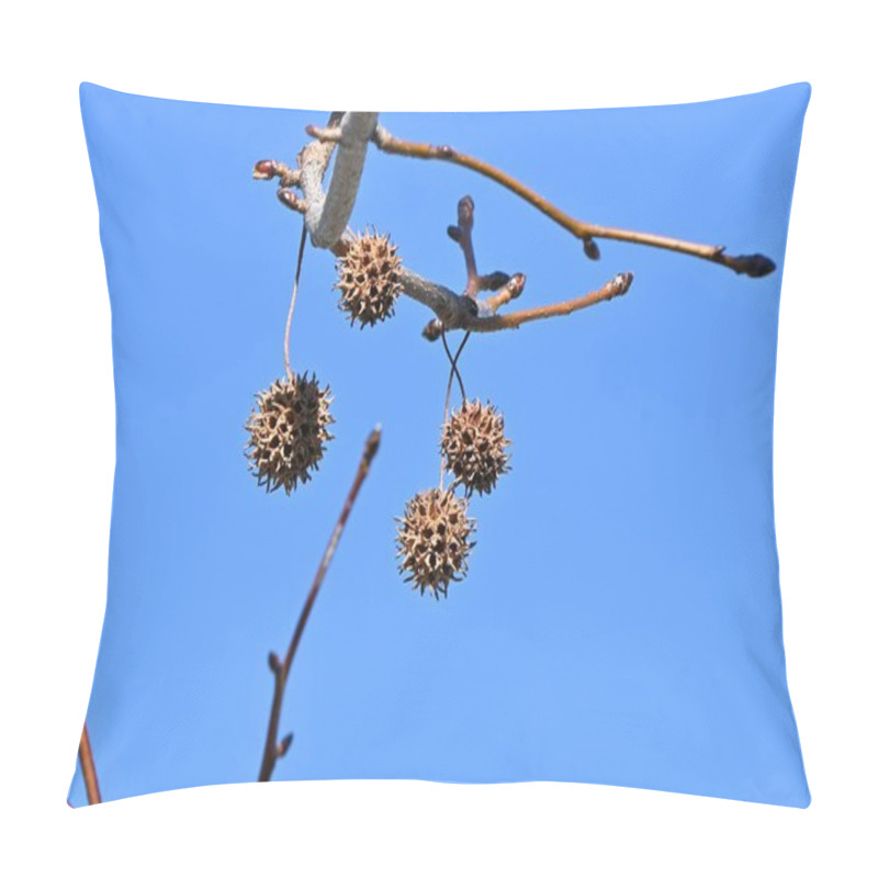 Personality   American Sweetgum Tree. Altingiaceae Deciduous Tree Native To North America. The Autumn Foliage Is Beautiful And The Aggregate Fruits Have Sharp Thorns. Pillow Covers