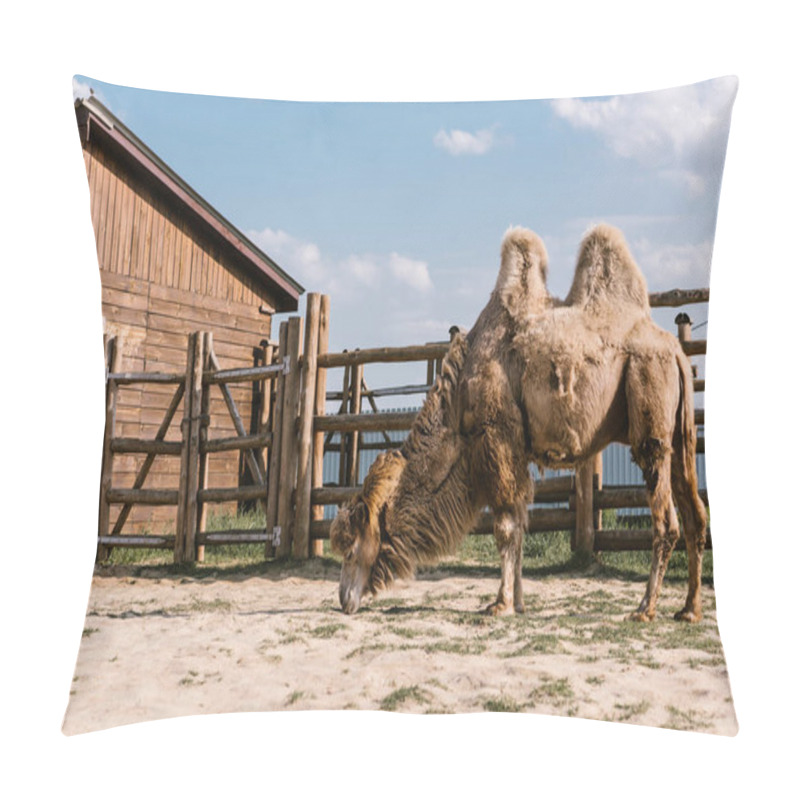 Personality  Side View Of Two Humped Camel Eating Grass In Corral At Zoo Pillow Covers