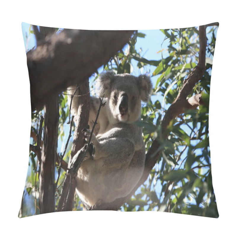 Personality  A Koala Sits In A Tree On Magnetic Island, Australia Pillow Covers