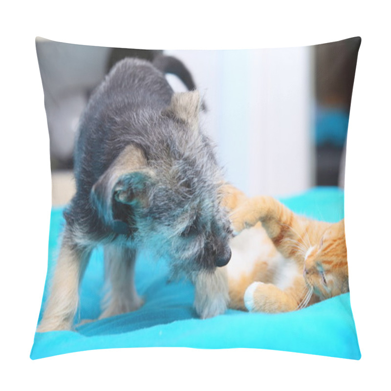 Personality  Animals At Home Dog And Cat Playing Together On Bed Pillow Covers