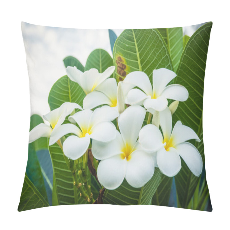 Personality  A Bouquet Of Plumeria ( Frangipani ) Flowers On Trees That Speci Pillow Covers