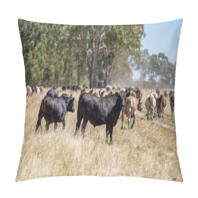 Personality  Close Up Of Stud Beef Bulls And Cows Grazing On Dry Grass In A Field, In Australia, During A Drought. In Summer Eating Hay And Silage. Breeds Include Speckled Park, Murray Grey, Angus, Brangus And Wagyu. Pillow Covers