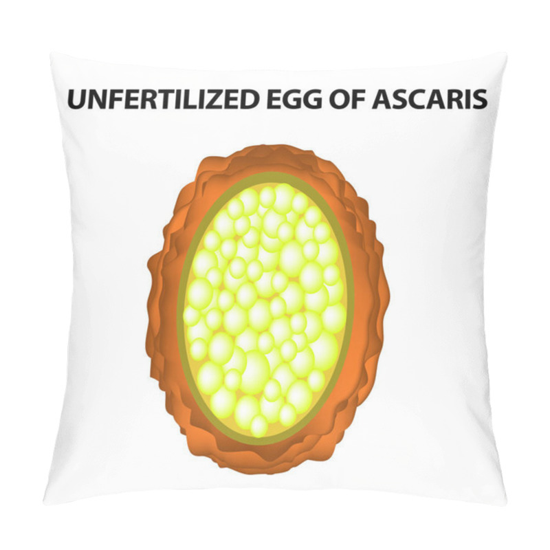 Personality  The Egg Of The Roundworm Unfertilized. Structure Of Ascaris Eggs. Infographics. Vector Illustration On Isolated Background. Pillow Covers