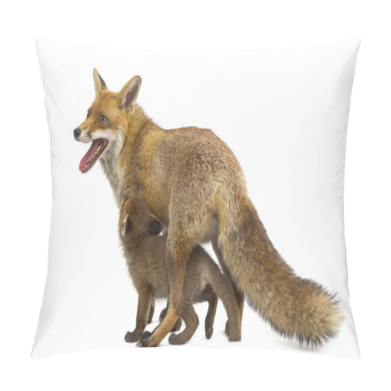 Personality  Mother Fox With Her Cub (7 Weeks Old) In Front Of A White Backgr Pillow Covers