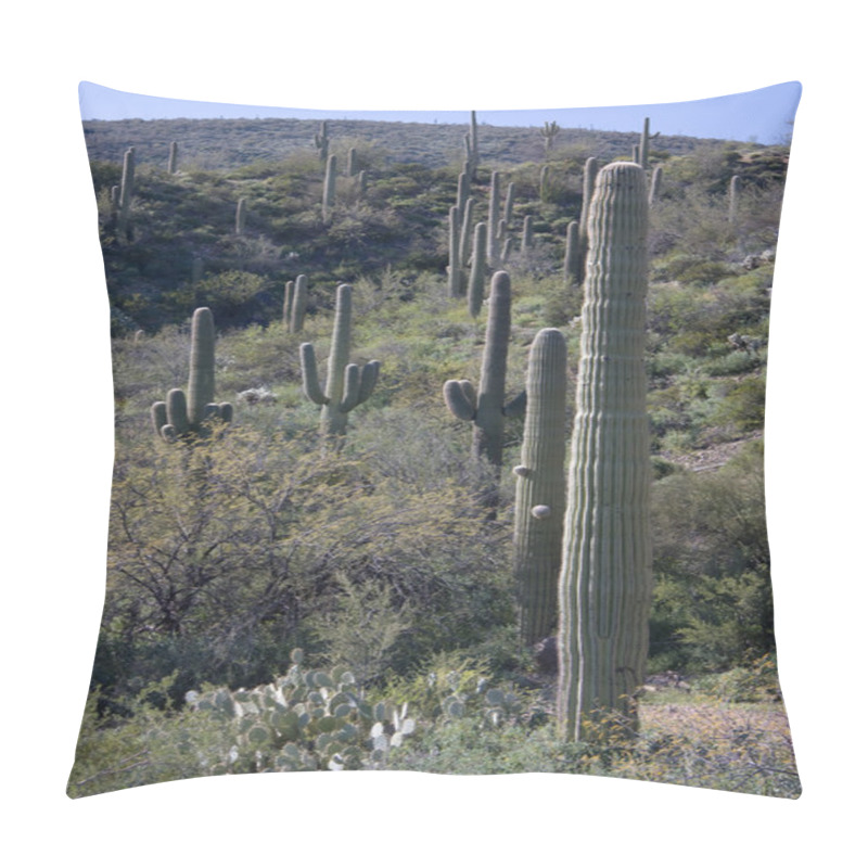 Personality  Cactus Garden In Southern Arizona Pillow Covers