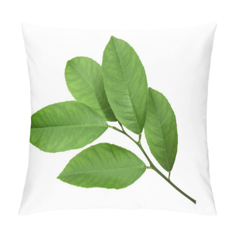 Personality  Lemon Leaf Isolated On White Background Pillow Covers