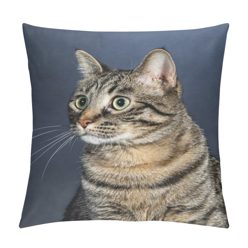 Personality  Curious Cat Studio Pet Portrait Pillow Covers