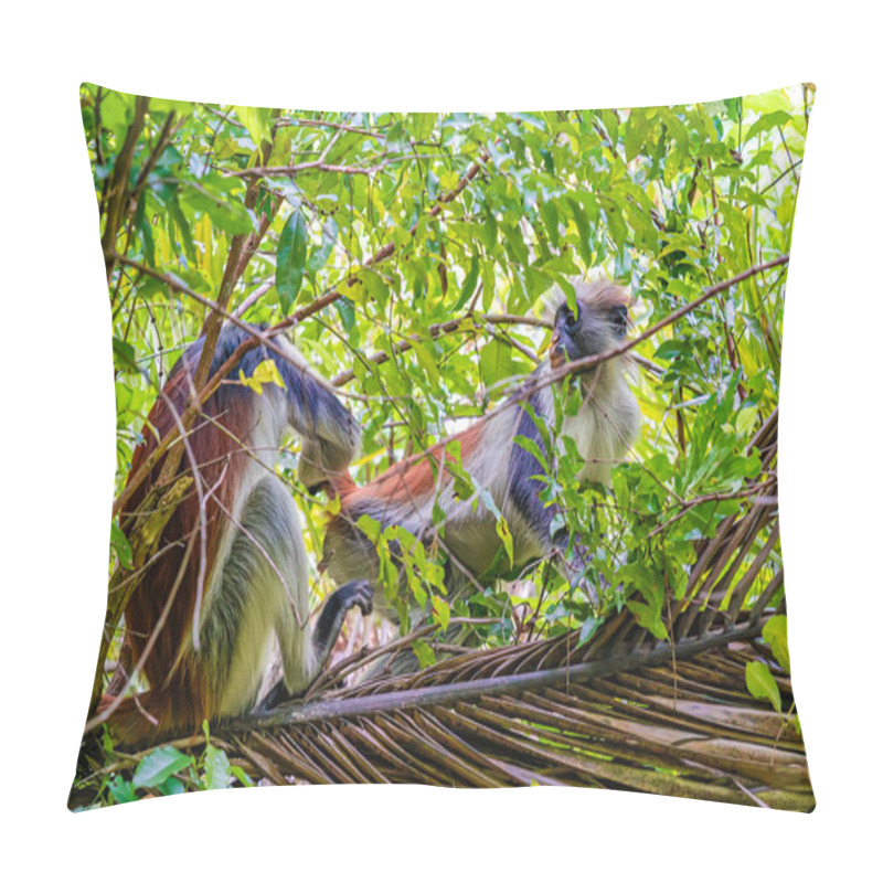 Personality  Photo Of Red Colobus Monkey Copulating On The Branch. Zanzibar, Tanzania. Piliocolobus Tephrosceles. Pillow Covers