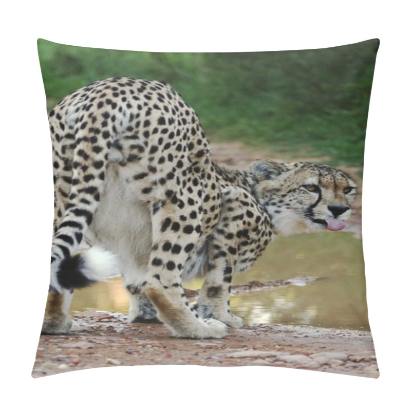 Personality  Cheetah Wild Cat Drinking Pillow Covers