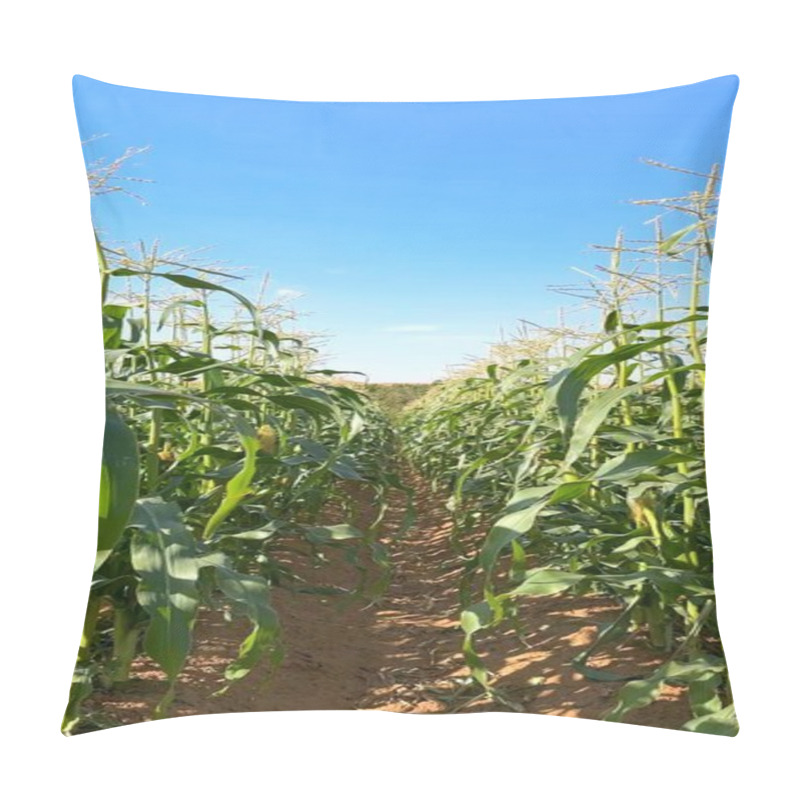 Personality  Corn Field On BioFarm Nurtures Biodiversity, Integrating Ecosystems. BioFarm Fields Attract Pollinators, Ensuring Balanced And Thriving Fields. Biodiversity Focus Concept. Pillow Covers