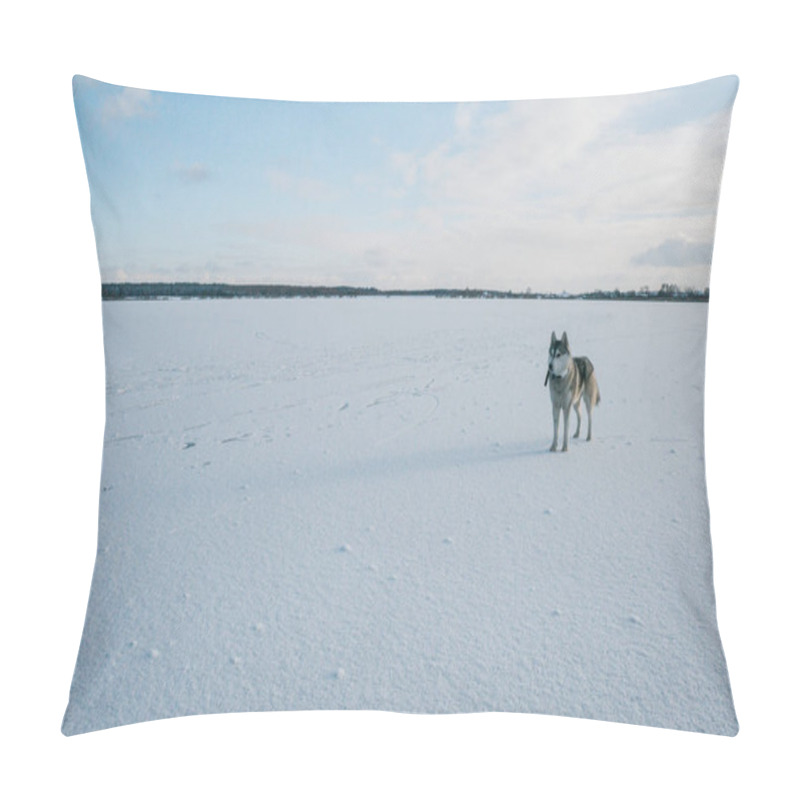 Personality  Malamute Dog On Snowy Field Pillow Covers