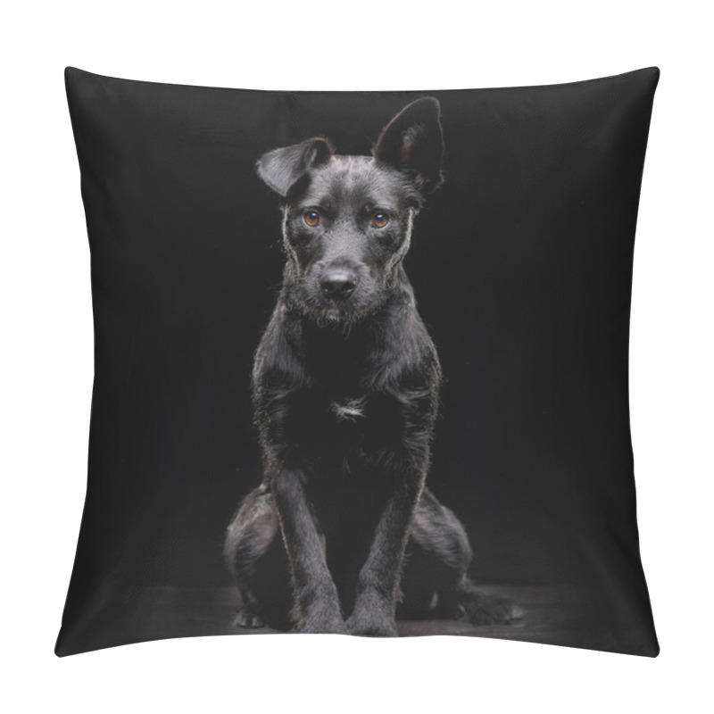 Personality  Studio Shot Of An Adorable Mixed Breed Dog Sitting On Black Background. Pillow Covers