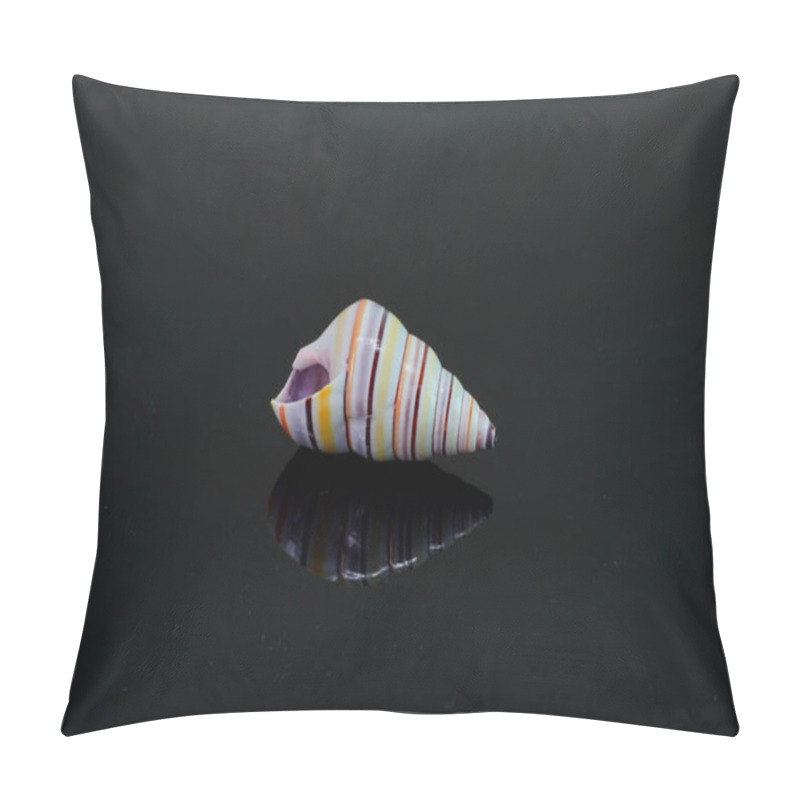 Personality  Candy Cane Snail Isolated On Black Background. Candy Cane Snail (Liguus Virgineus) Is A Species Of Tree-living Snail Native To The Caribbean Island Of Hispaniola In Haiti And The Dominican Republic. Pillow Covers