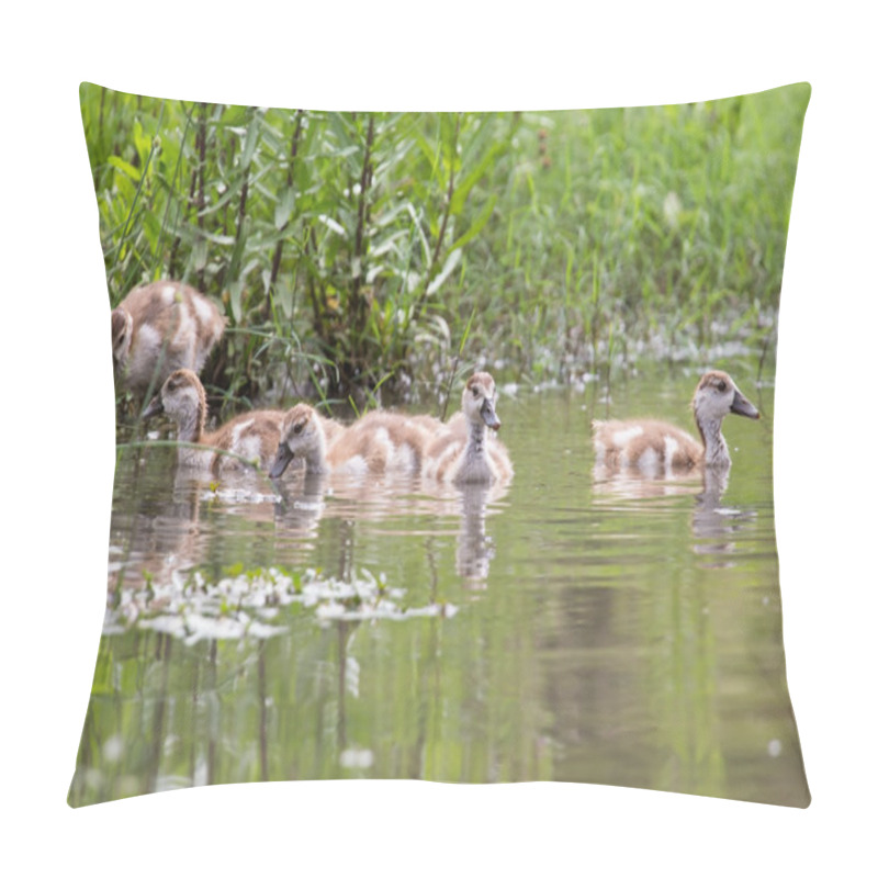 Personality  Baby Egyptian Goose Go For A Swim On Their Own In Dangerous Wate Pillow Covers