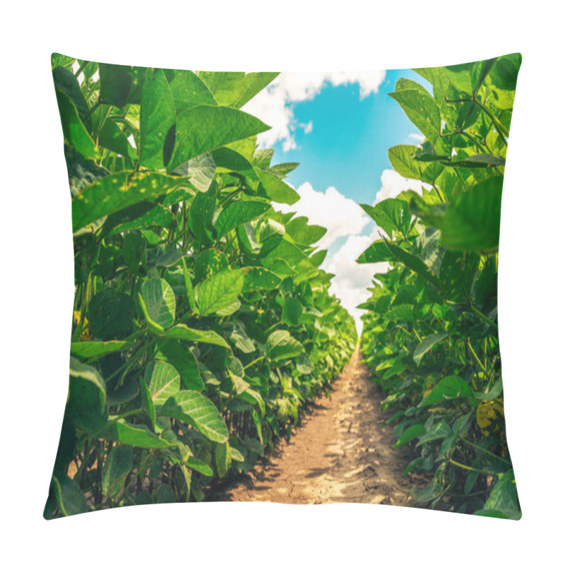 Personality  Close Up Of Organic Soybean Crop Growing In The Field Pillow Covers