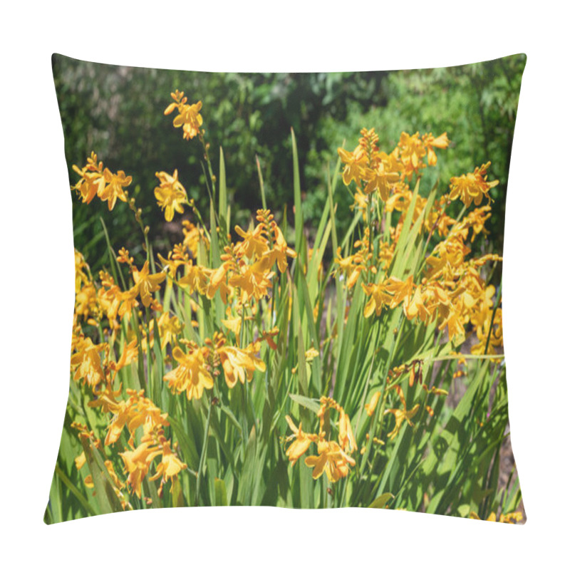 Personality  Close Up Of Harlequin Montbretia Flowers In Bloom Pillow Covers