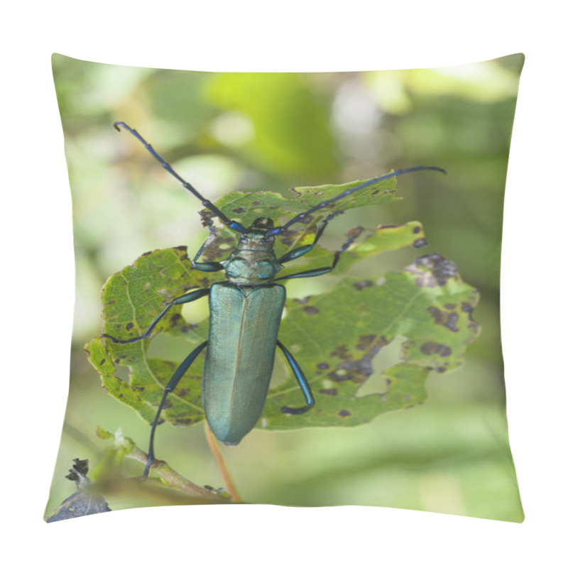 Personality  Musk Beetle, Aromia Moschata Pillow Covers