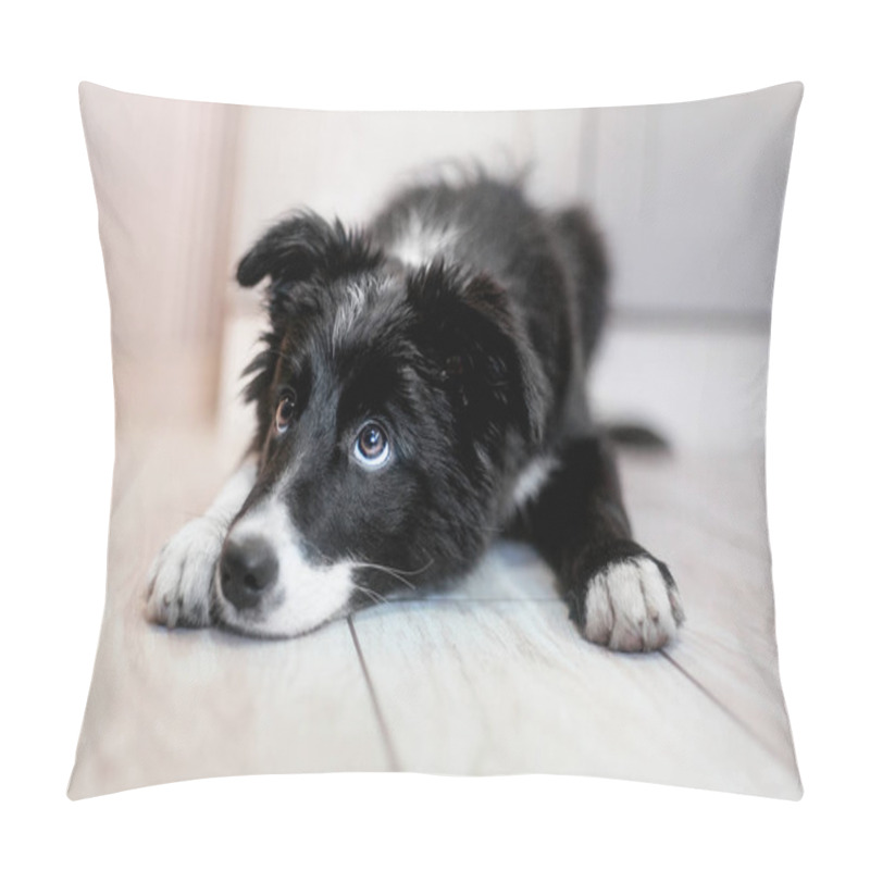 Personality  Border Collie Puppy Outdoor Pillow Covers