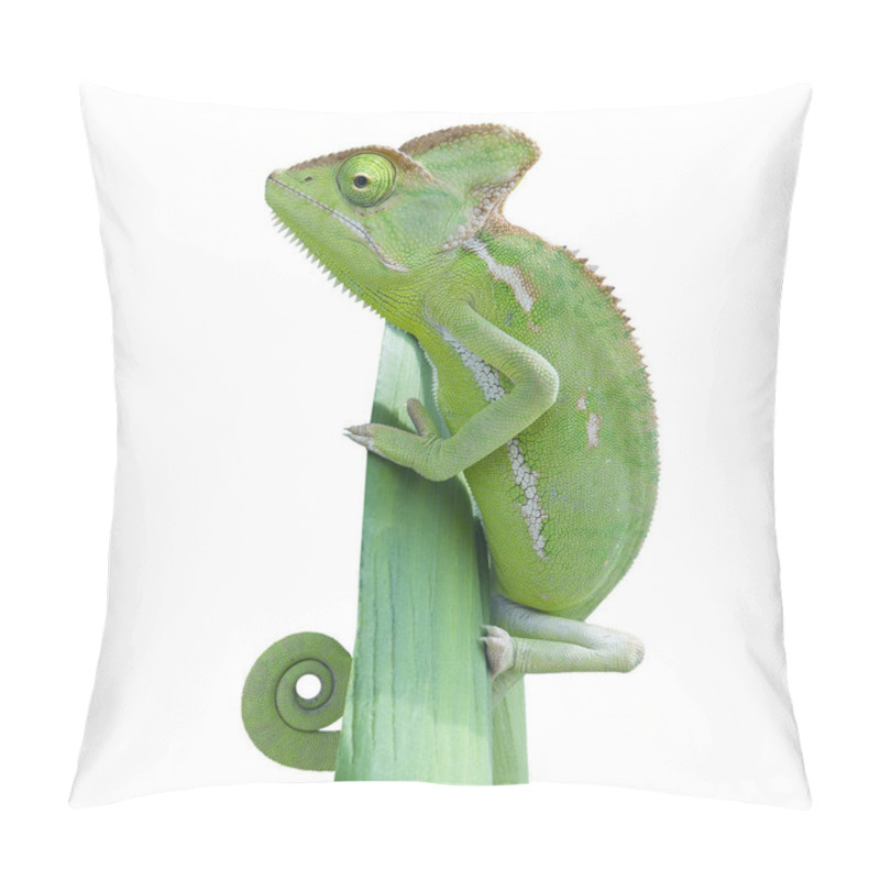 Personality  Exotic Lizard Reptile, Chameleon Pillow Covers