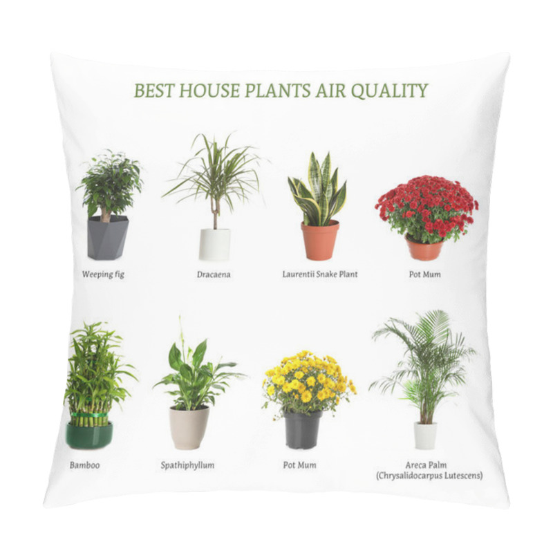 Personality  Set Of Best House Plants For Air Quality Improvement On White Background Pillow Covers