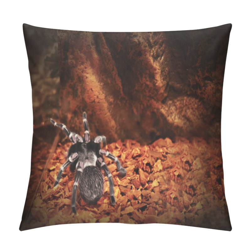 Personality  Big Scary Tarantula In Terrarium, Close-up Pillow Covers