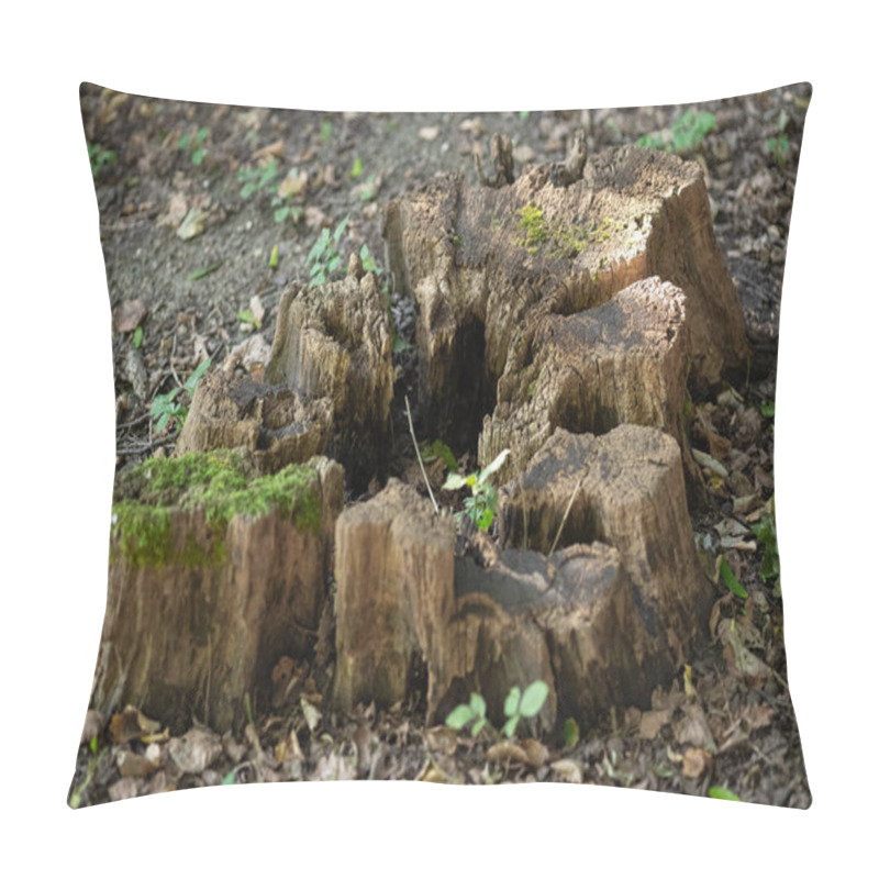 Personality  Old Tree Stump With Moss And Plants Growing In A Forest On A Sunny Day. Concept Of Nature's Life Cycle, Decay, And Woodland Regeneration In A Natural Environment Pillow Covers