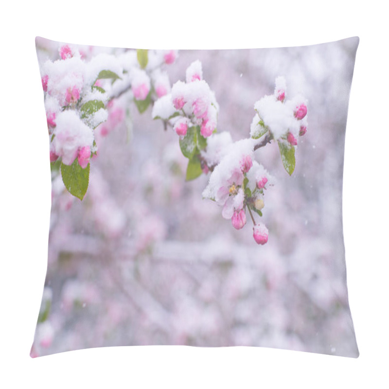 Personality  Beautiful Spring Apple Blossoms Covered With Snow. Bloom Tree Flowers Covered In Snow. Spring Frost Over May Blooming Tree Blossoms. Tree Spring Flowers. Apple Blossom In Snow Pillow Covers