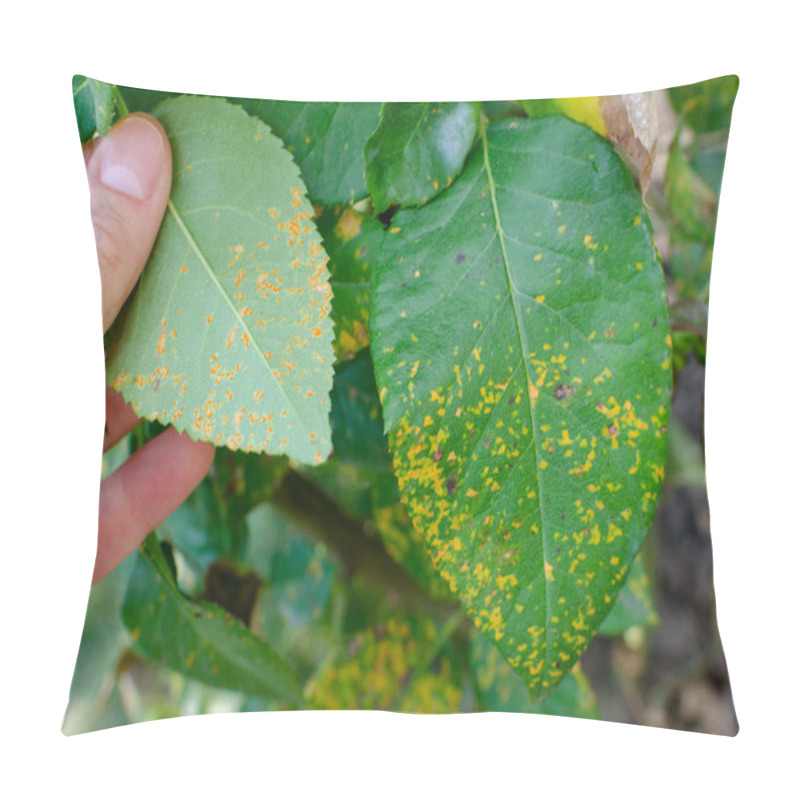 Personality  Rust Fungus, Caused By Phragmidium Fungus Affectes Rose Leaves.  Pillow Covers