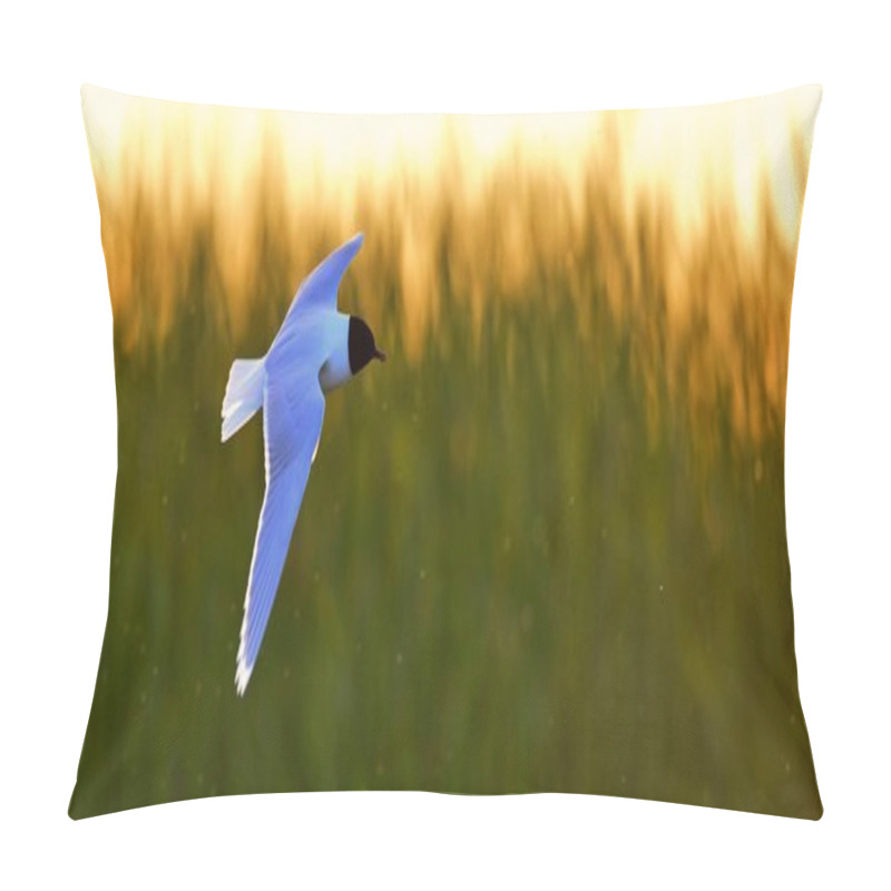 Personality  The Little Gull (Larus Minutus) In Flight Pillow Covers