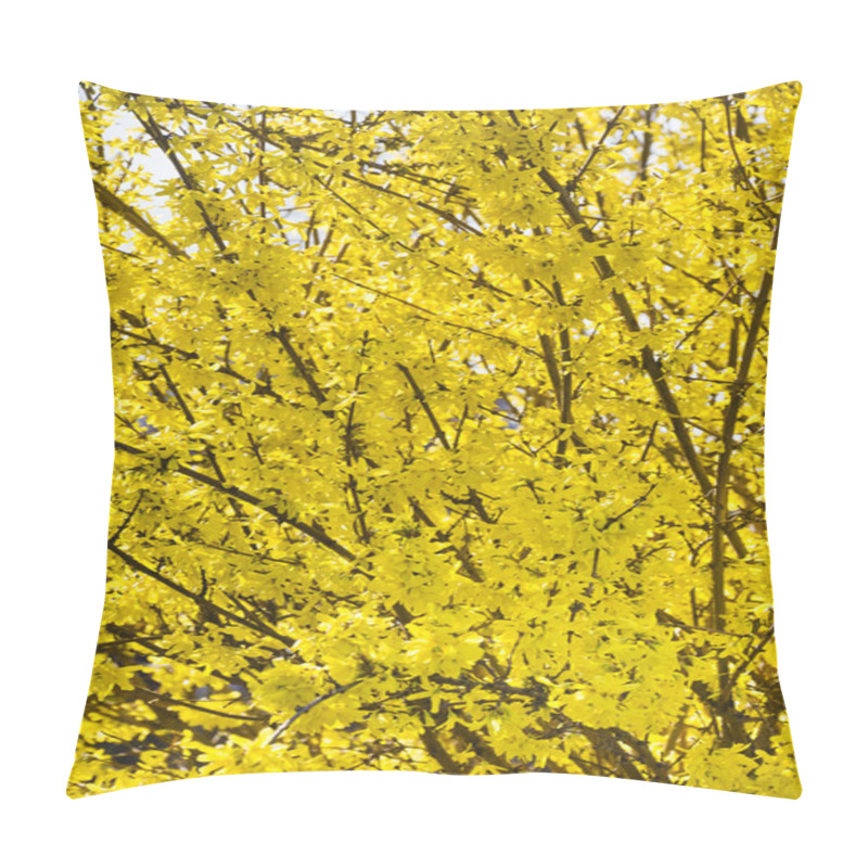 Personality  Beautifully Blooming Forsythia Bush In Early Spring Pillow Covers