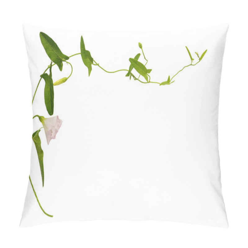 Personality  Bindweed Flower And Leaves  Pillow Covers