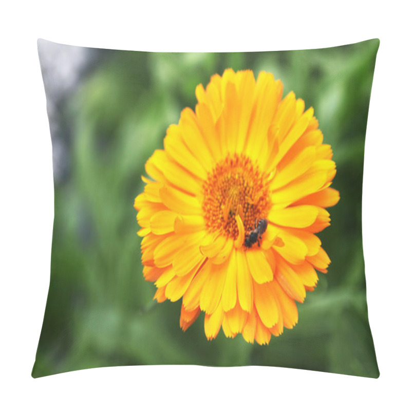 Personality  Close Up Of Orange Calendula Officinalis - Marigold Pillow Covers