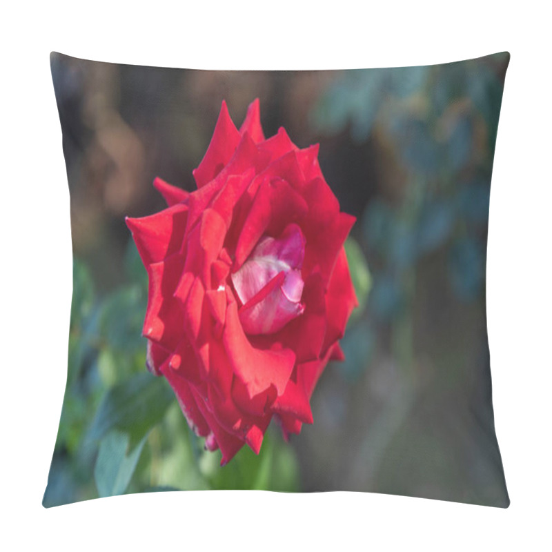 Personality  Rose Flowers X Grandiflora Hort Pillow Covers