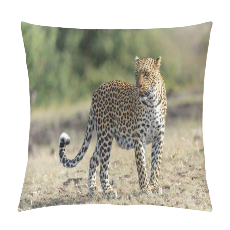 Personality  Leopard (Panthera Pardus) Hunting. This Leopard Was Hunting  In Mashatu Game Reserve In The Tuli Block In Botswana   Pillow Covers