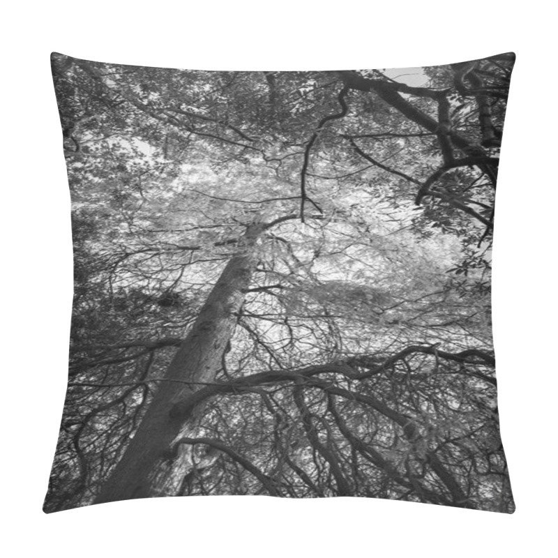 Personality  Black And White Trees, Forest Background Pillow Covers