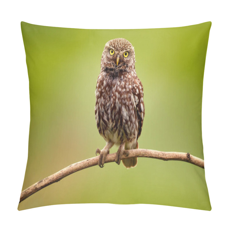 Personality  Little Owl, Athene Noctua, Bird In Natural Habitat, Clear Green Background, Bulgaria. Pillow Covers