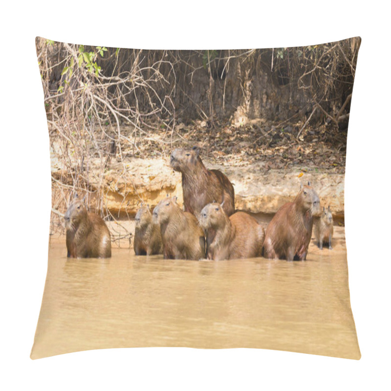 Personality  Herd Of Capybara From Pantanal, Brazil Pillow Covers