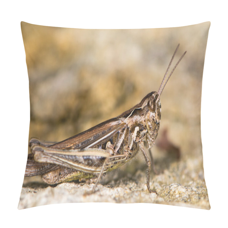 Personality  Field Grasshopper (Chorthippus Brunneus) Fully-winged Form Pillow Covers