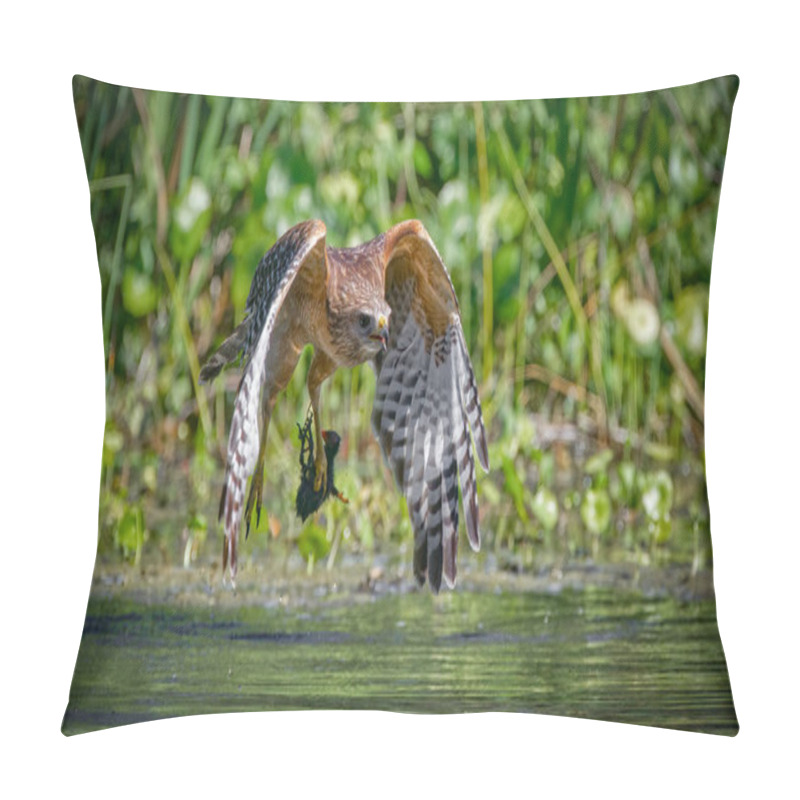 Personality  Red Shouldered Hawk (Buteo Lineatus) Flying With Food Prey It Caught Baby Young Common Gallinule Or Moorhen (Gallinula Galeata) Over River In Florida, Water Droplets, Wings Down, Water Background Pillow Covers