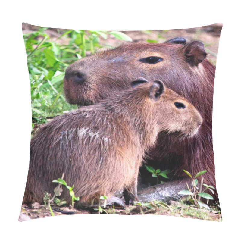 Personality  Closeup Portrait Of A Mother And Baby Capybara (Hydrochoerus Hydrochaeris) Playing Along The Riverbank In The Pampas Del Yacuma, Bolivia. Pillow Covers