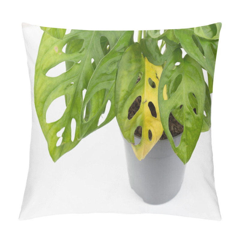 Personality   Monstera Plant With Yellow Leaves. Water Or Wrong Temperature, Gardening. Monstera Leaf Diseases. Pillow Covers