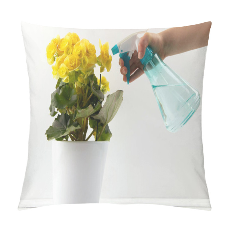 Personality  Blooming Yellow Begonia In A Pot And A Hand With A Spray Bottle Sprinkles A Flower. Yellow Indoor Flower. Houseplants Pillow Covers