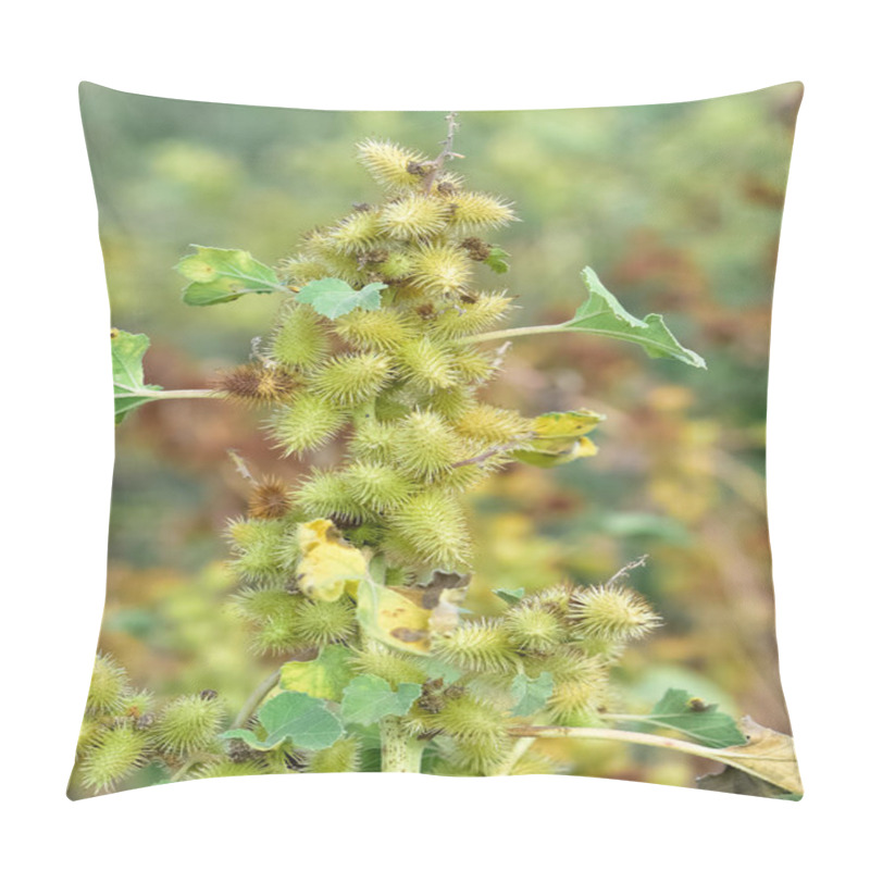 Personality  Photos Of Thorny Plants That Grow Spontaneously In Nature. Pillow Covers