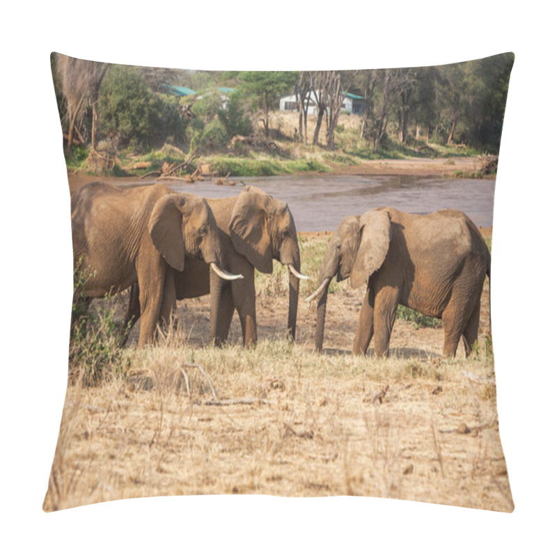 Personality  Three Elephants Loxodonta Africana Walking On Savannah, Africa Pillow Covers