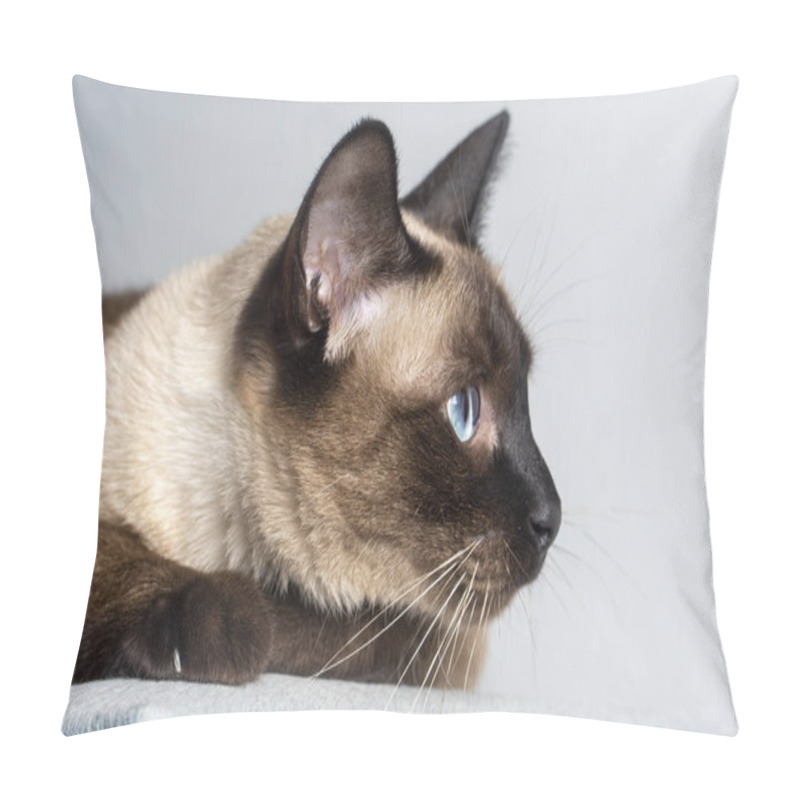 Personality  Pet Animal, Siamese Kitten Cat Pillow Covers