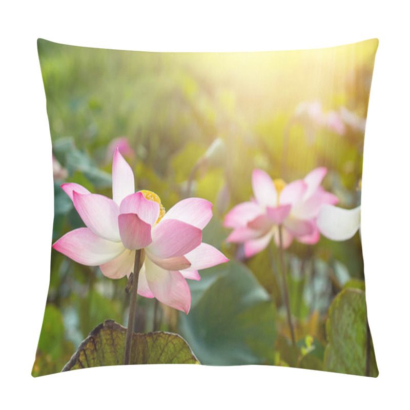 Personality  Close Up Pink Lotus Flower (Nelumbo Nucifera) With Sunlight. Pillow Covers