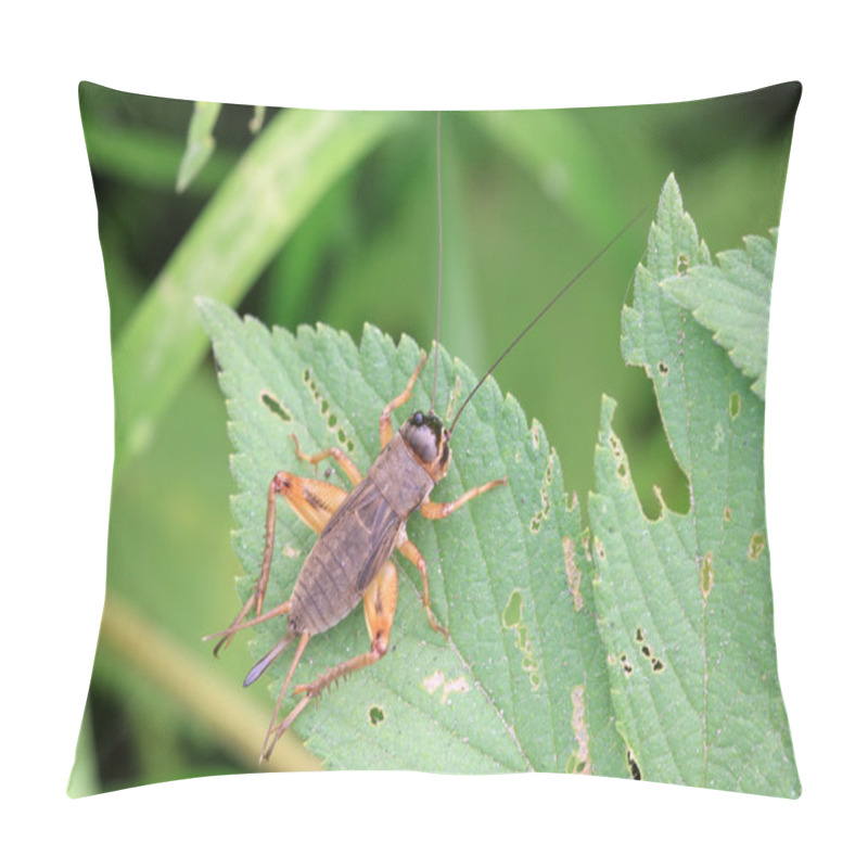 Personality  Cricket Nymphs Pillow Covers